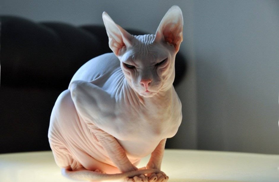 Донской сфинкс кошка