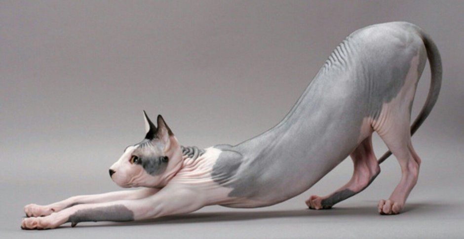 Лысый кот сбоку