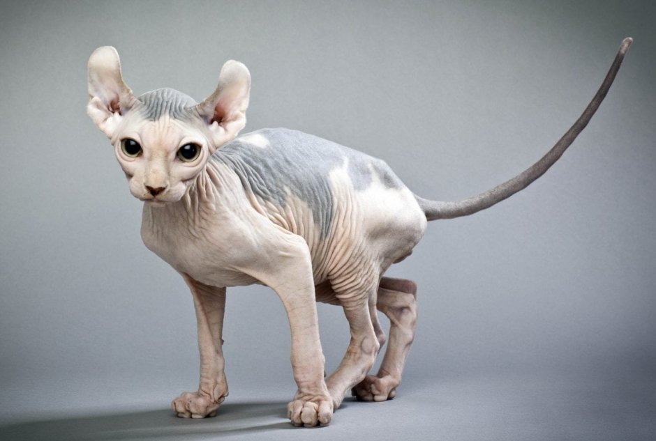 Кошка без шерсти плюшевая