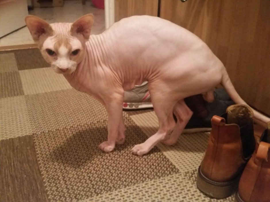 Киска без шерсти