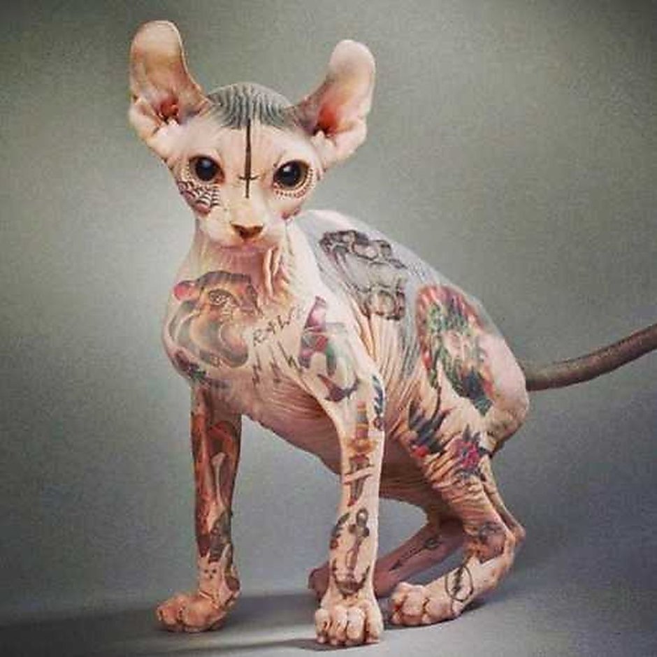 Мейн кун и сфинкс