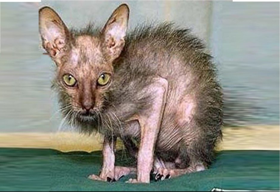 Лысый кот прикол