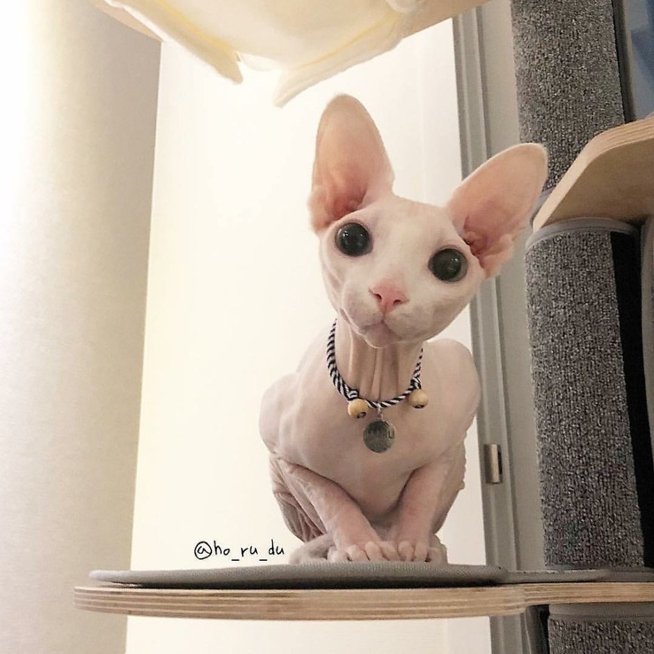 Коты лапы сфинкс