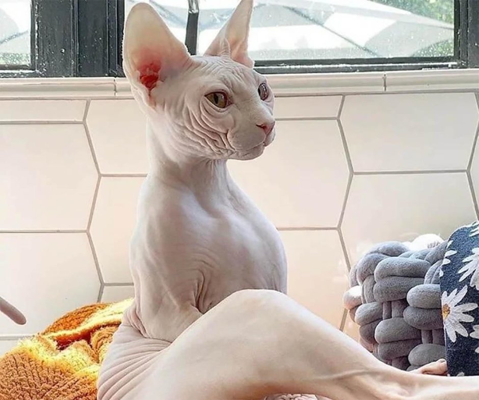 Канадский сфинкс