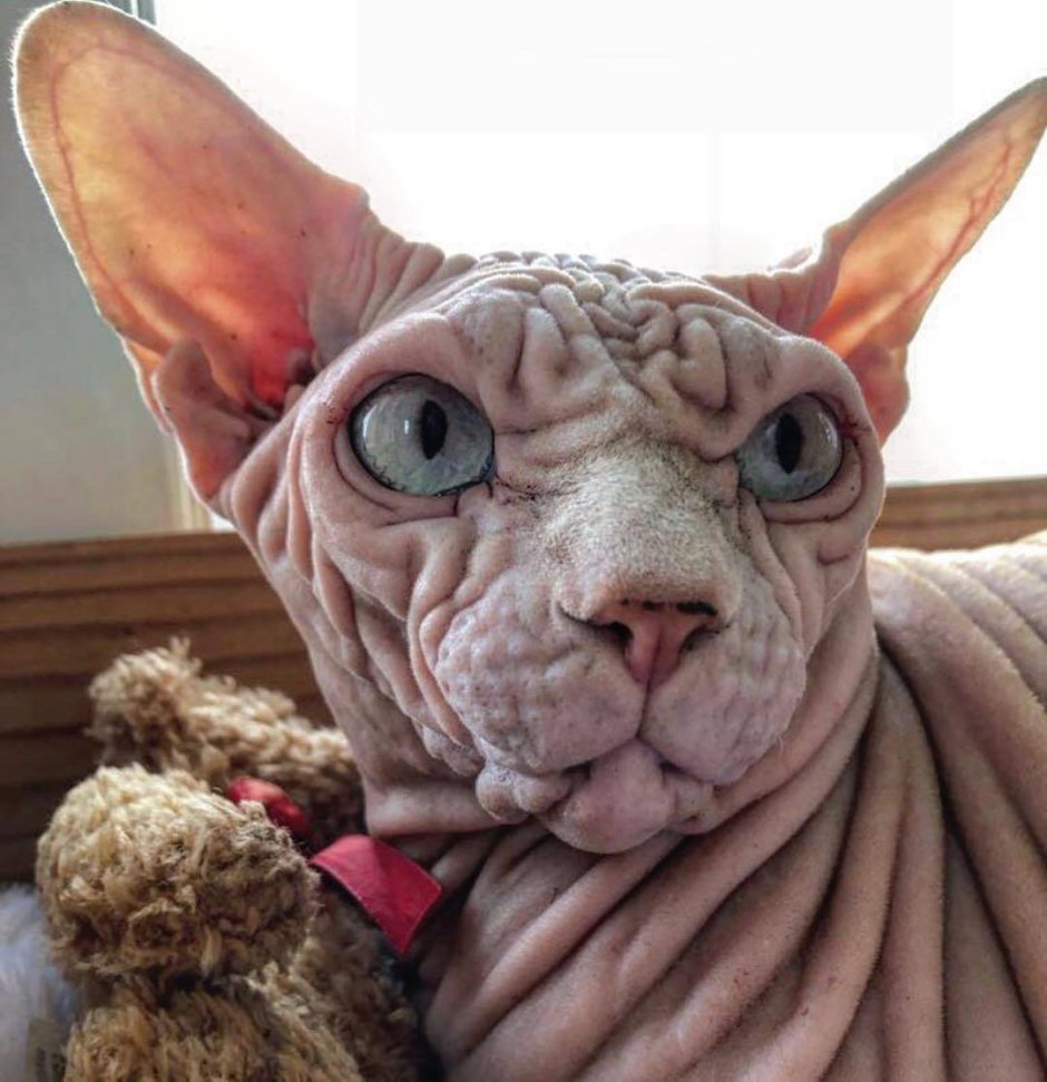 Сфинкс кошка котенок