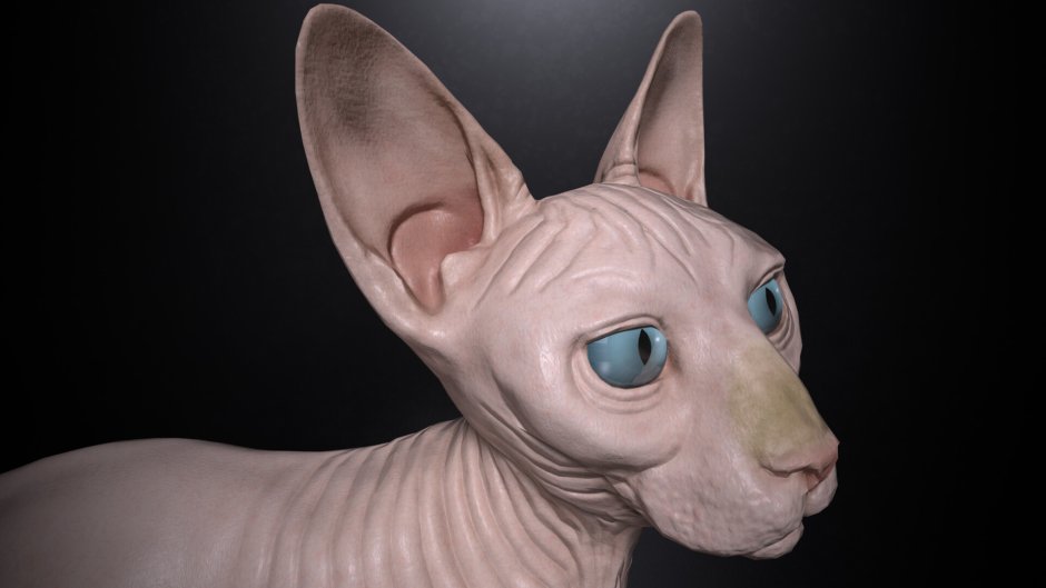 Бамбино сфинкс вислоухий