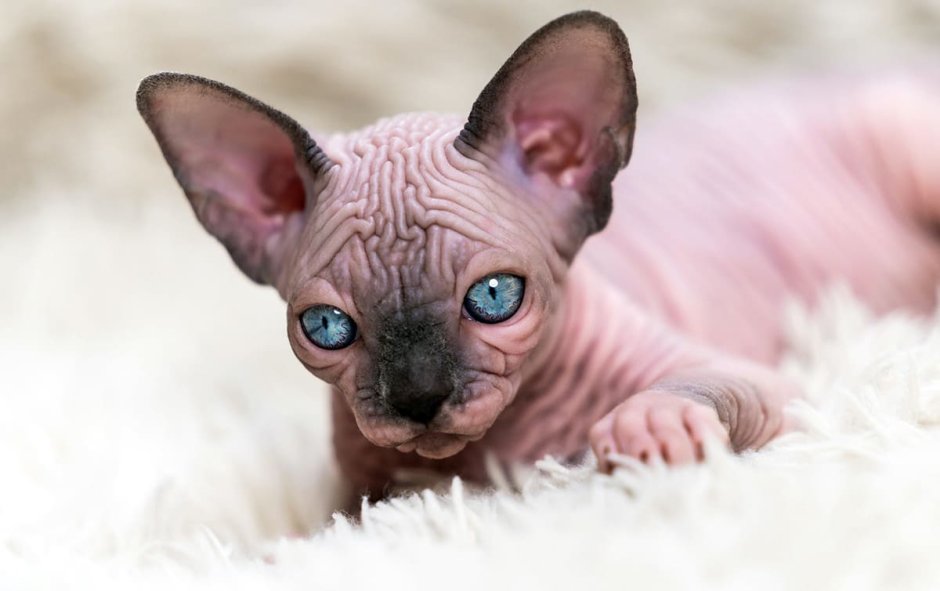 Безглазый сфинкс по кличке Джаспер