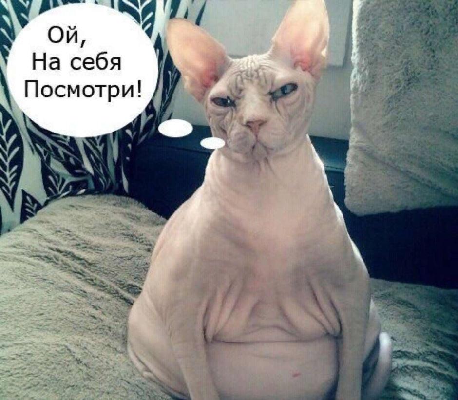 Кот сфинкс с татуировками