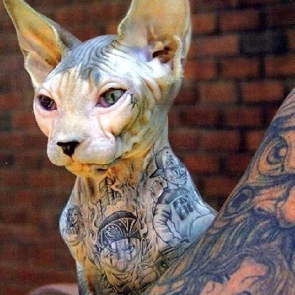 Мускулистый кот