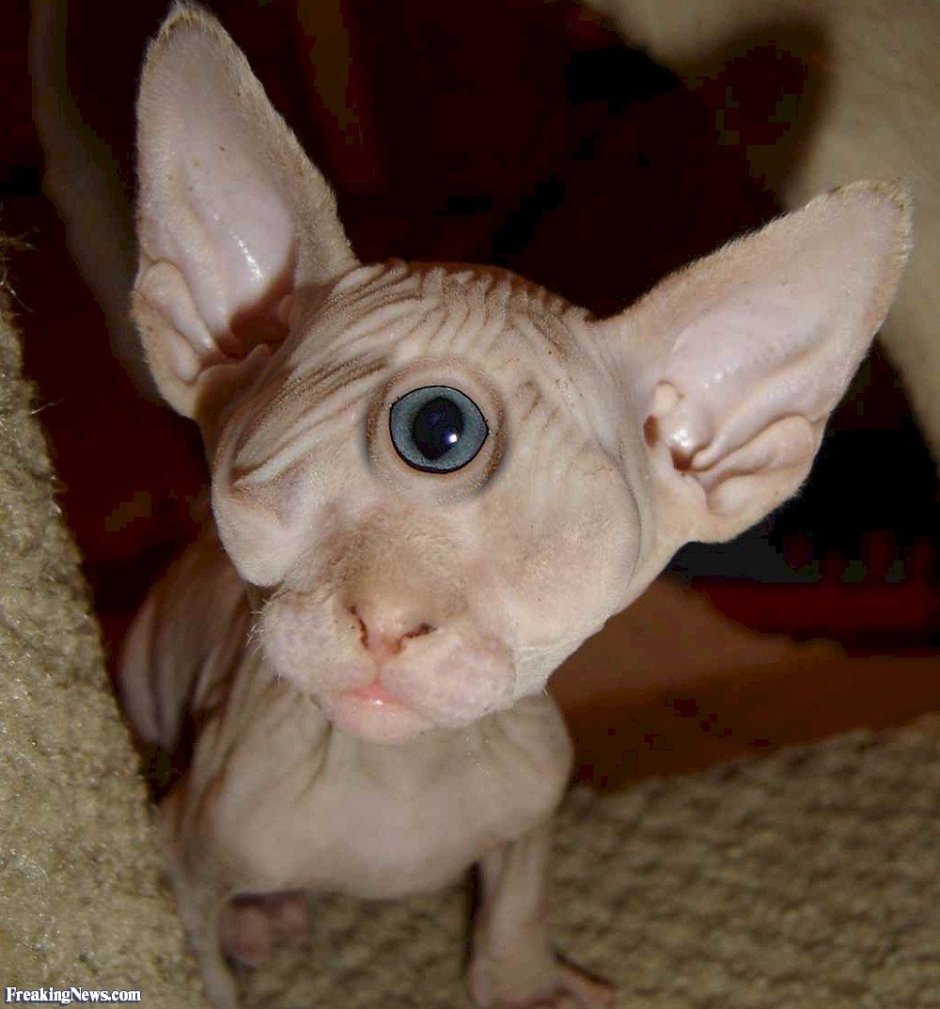 Канадский сфинкс голубоглазый