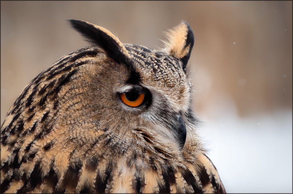 Филин Bubo на Алтае