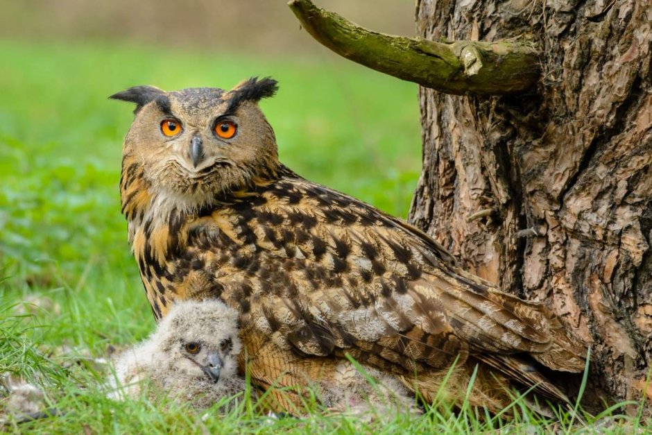 Филин (Bubo Bubo Linnaeus, 1758)