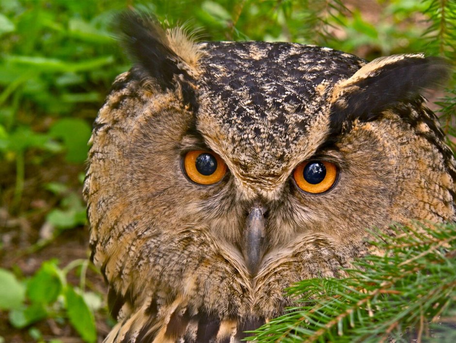 Филин Bubo Bubo