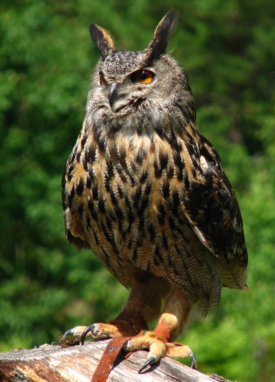 Филин обыкновенный (Bubo Bubo)