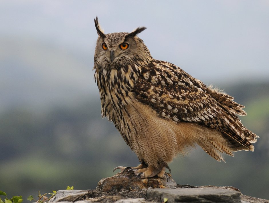 Филин Bubo Bubo