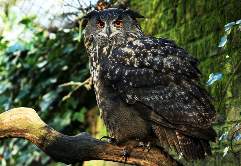Филин Bubo Bubo
