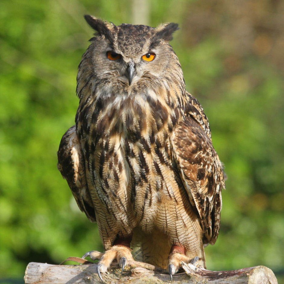 Филин обыкновенный (Bubo Bubo)
