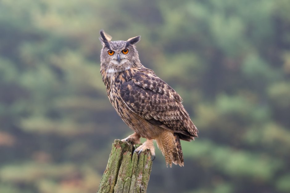 Филин обыкновенный (Bubo Bubo)