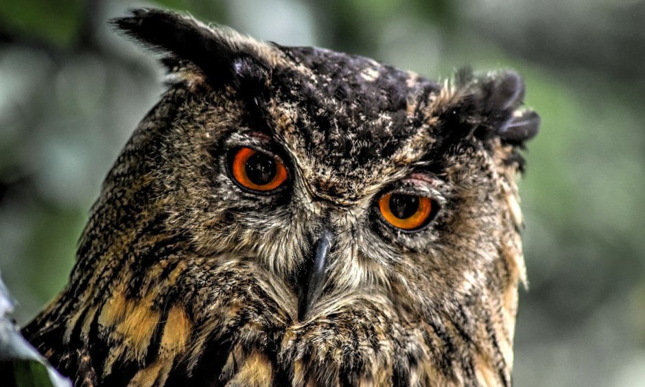 Филин обыкновенный (Bubo Bubo)
