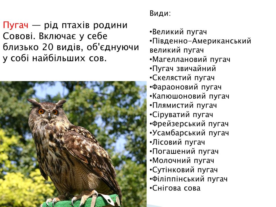 Угрожающая поза Совы