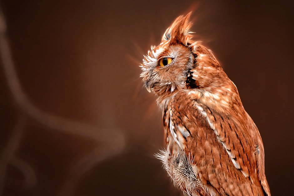 Филин обыкновенный (Bubo Bubo)