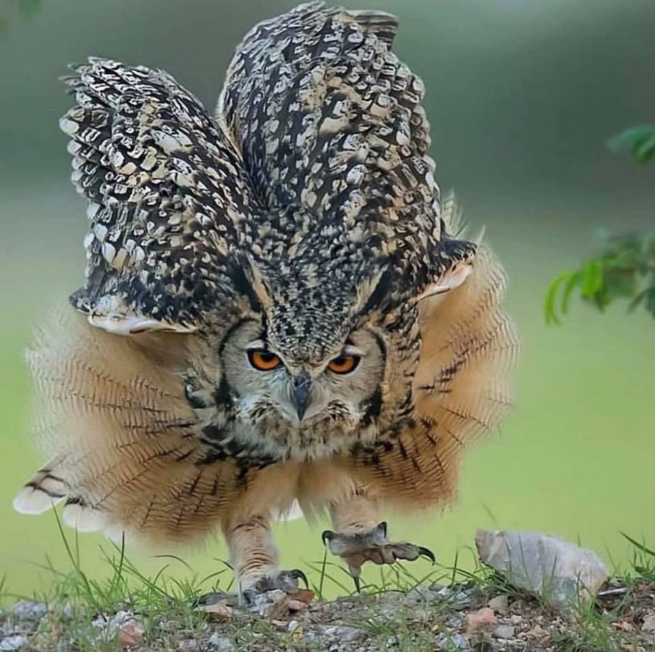 Обыкновенный Фи́лин ( Bubo Bubo)