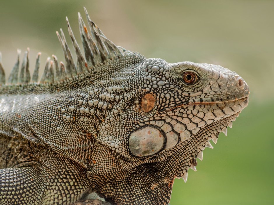 Thorny Devil