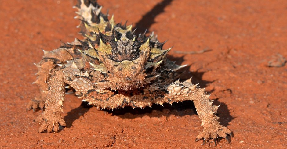 Thorny Devil Lizard