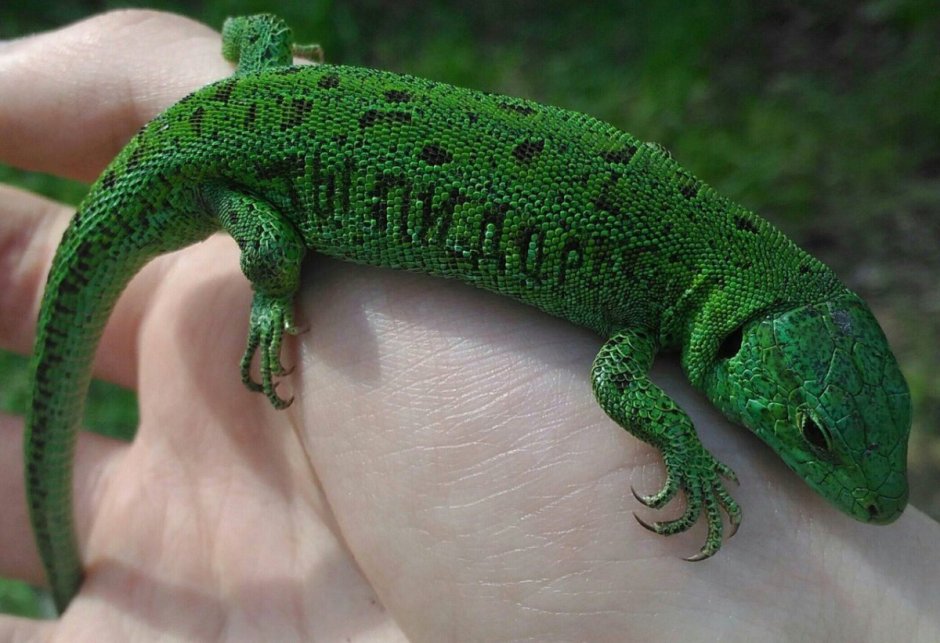 Зеленая игуана (Iguana Iguana)