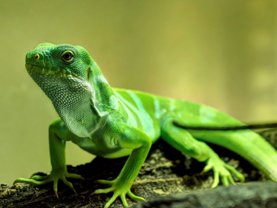 Ящерица прыткая (лат. Lacerta Agilis)
