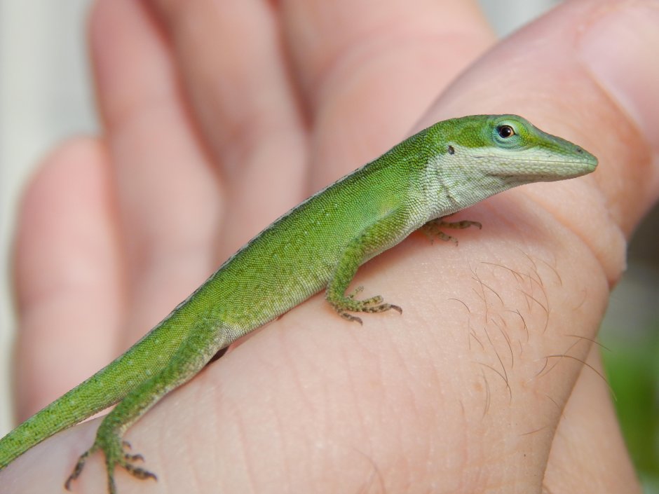 Зеленая игуана (Iguana Iguana)