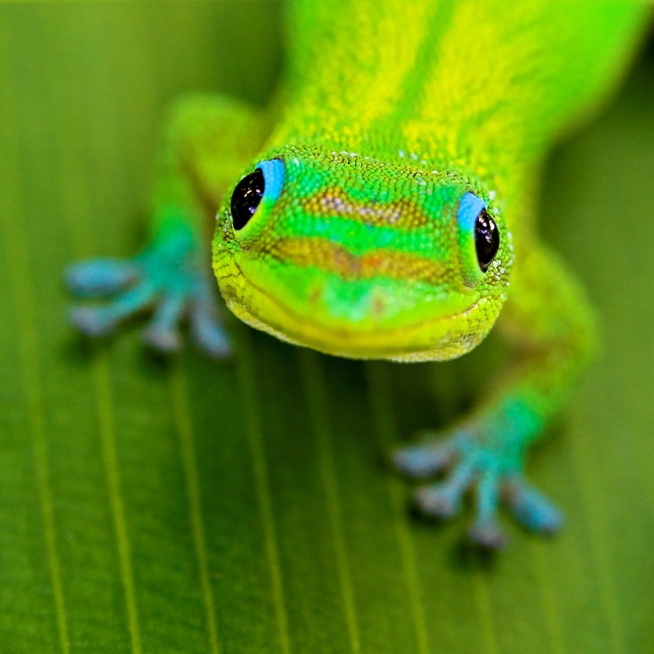 Anole Lizard