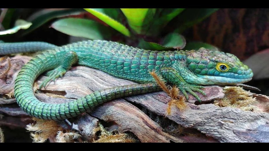 Ящірка Зелена Lacerta viridis