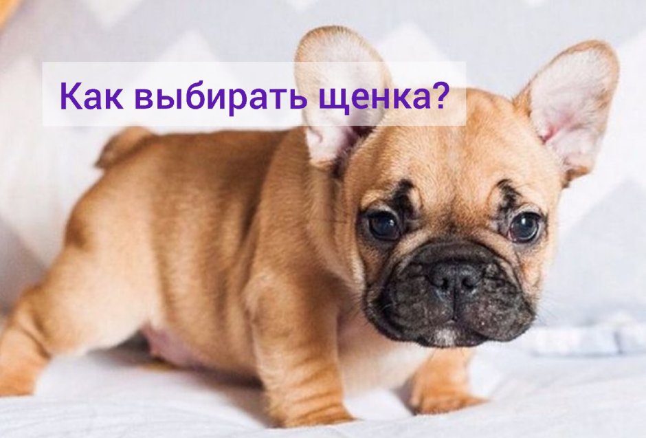 Французский бульдог палевый окрас