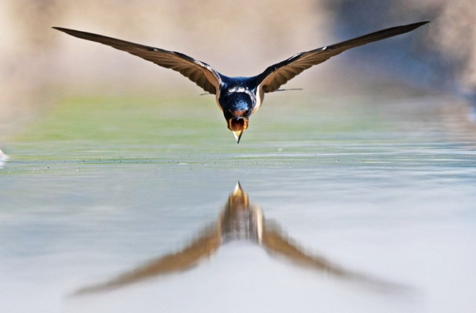 Swallow Wallpapers HD