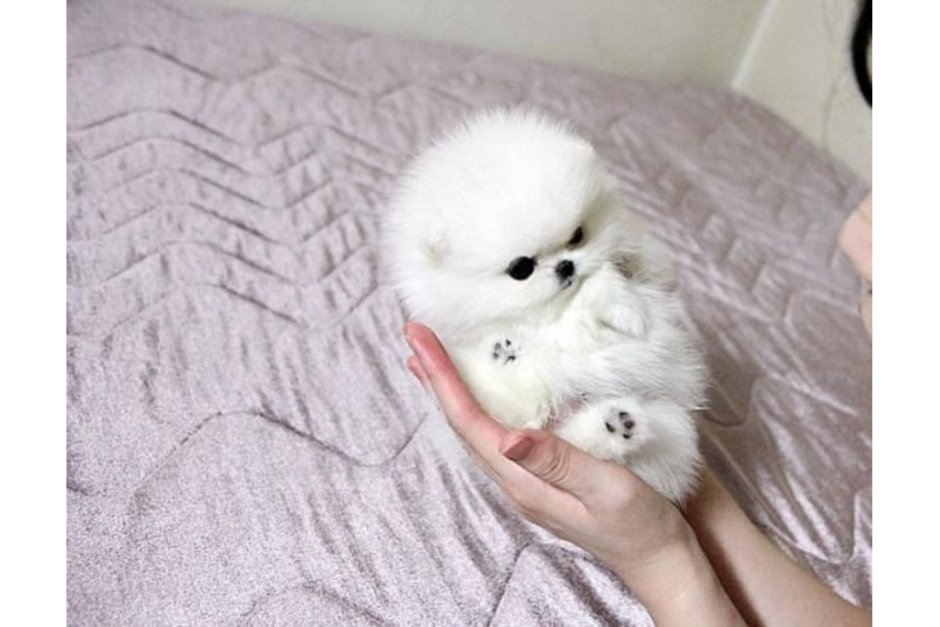 Померанский шпиц Teacup Dog