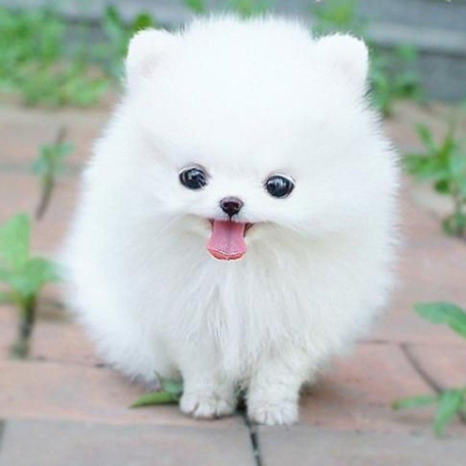 Cute Pomeranian