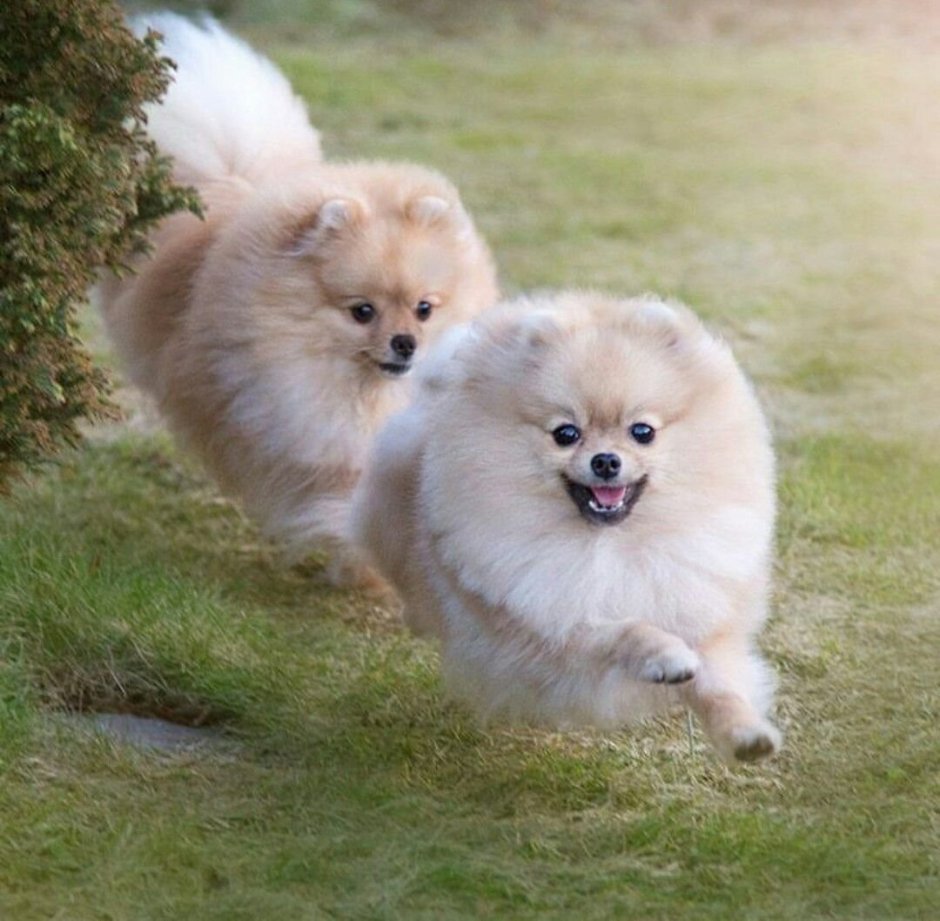 Померанский шпиц Teacup Dog