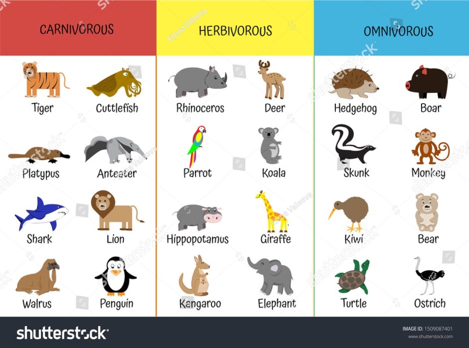 Herbivore Carnivore