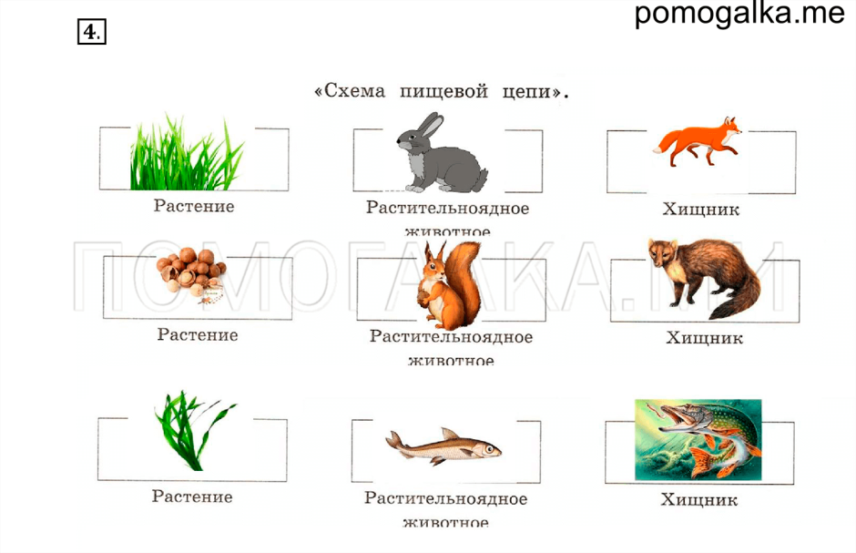 Растительноядные животные цепь питания