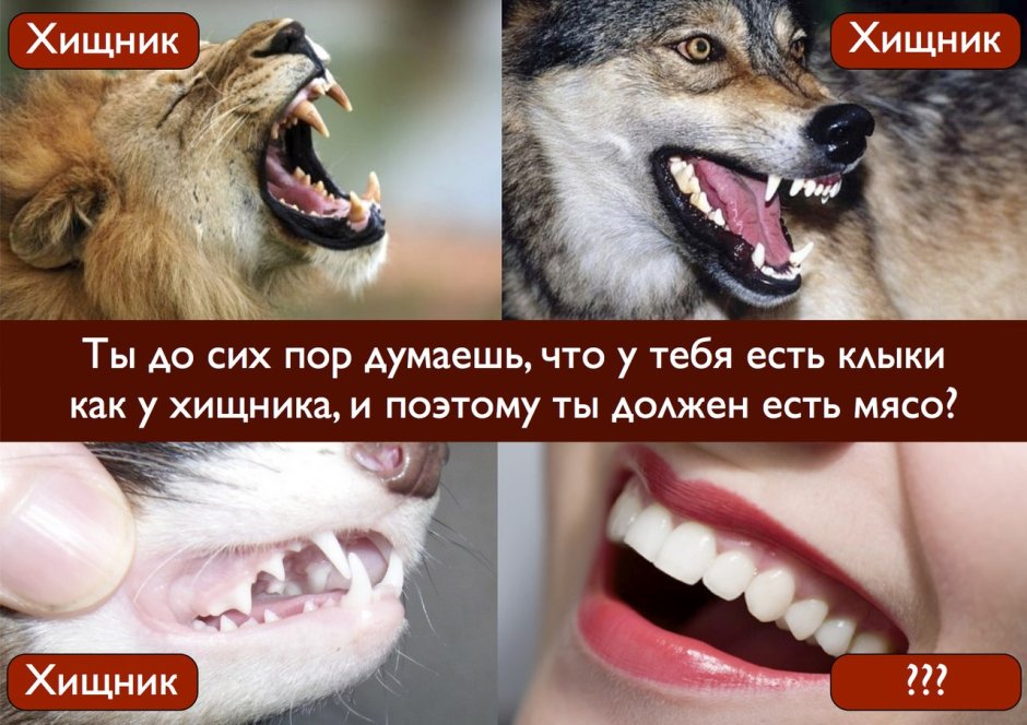 Зубы хищников и травоядных