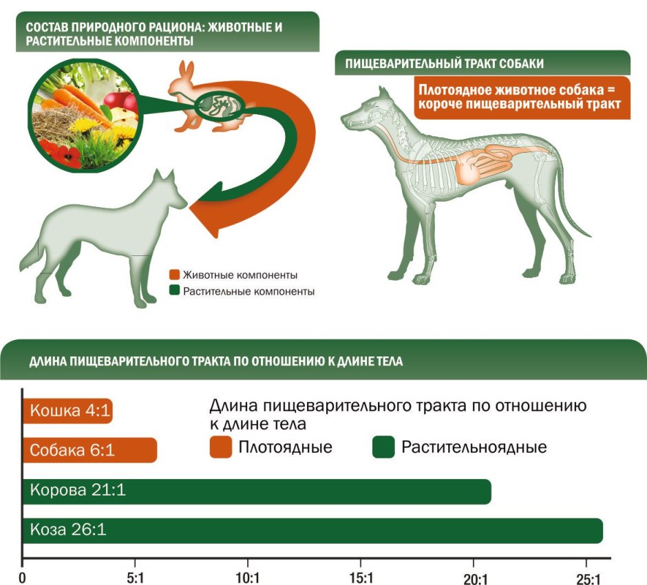 Пищеварение травоядных