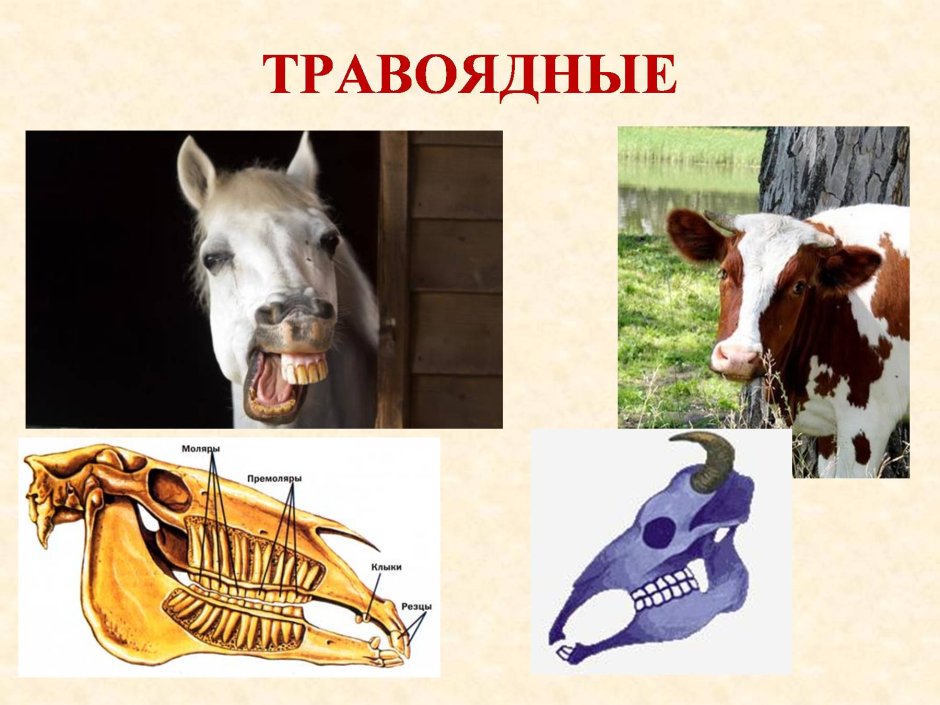 Травоядные животные зубы
