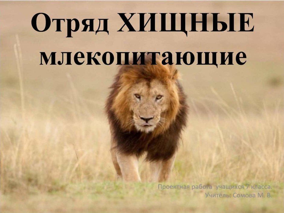 Отряд Хищные млекопитающие
