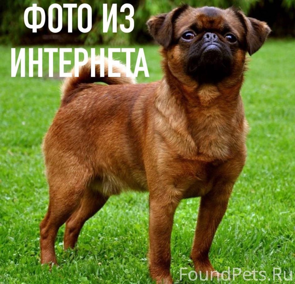 Порода собак Пти брабансон