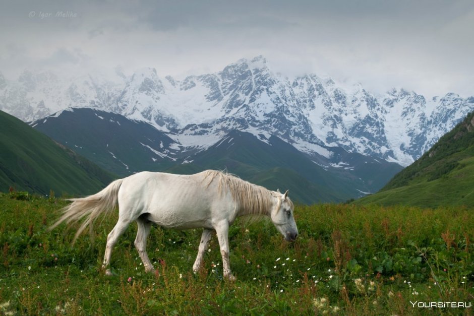 Арабская лошадь (арабский скакун)