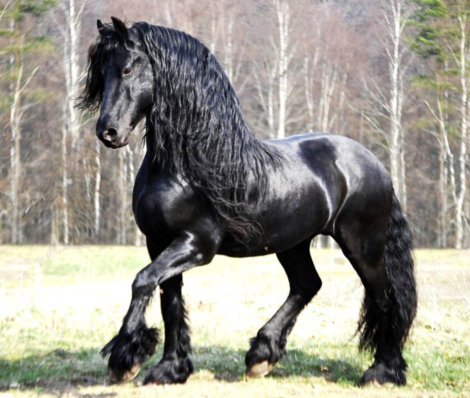 Blue Roan Horse