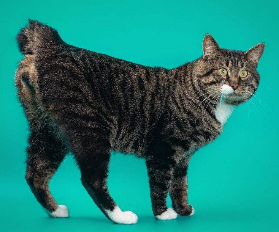 Американский бобтейл длинношёрстный