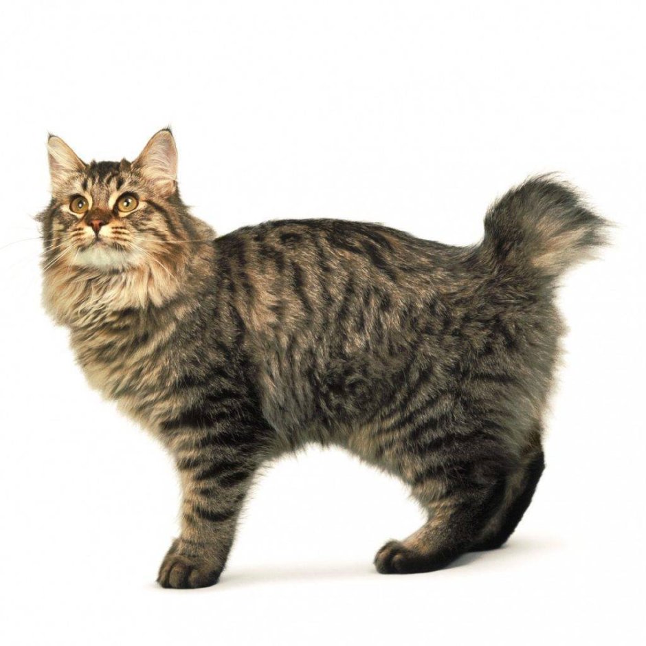 Мэнкс (Мэнская кошка)