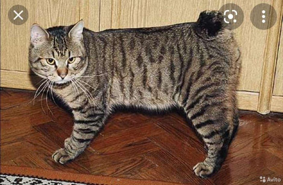 Курильский бобтейл кошка